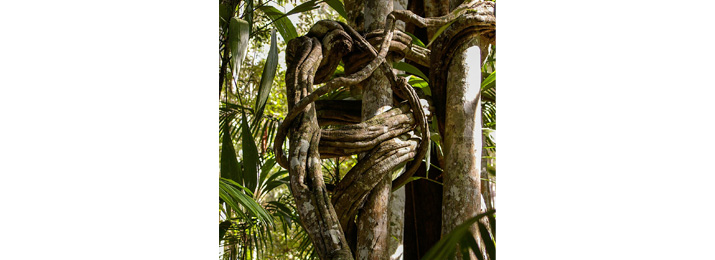 The world’s spookiest plants