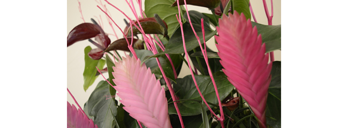 Struggling to focus? Stare at a plant!