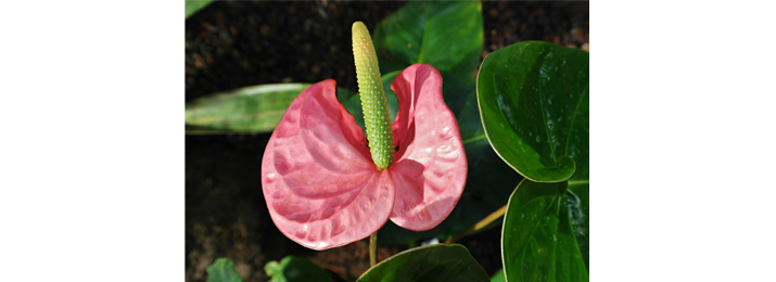 The Fabulous Flamingo Flower