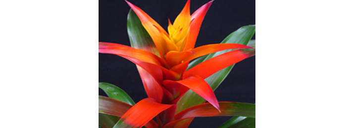 Guzmania (Scarlet Star)