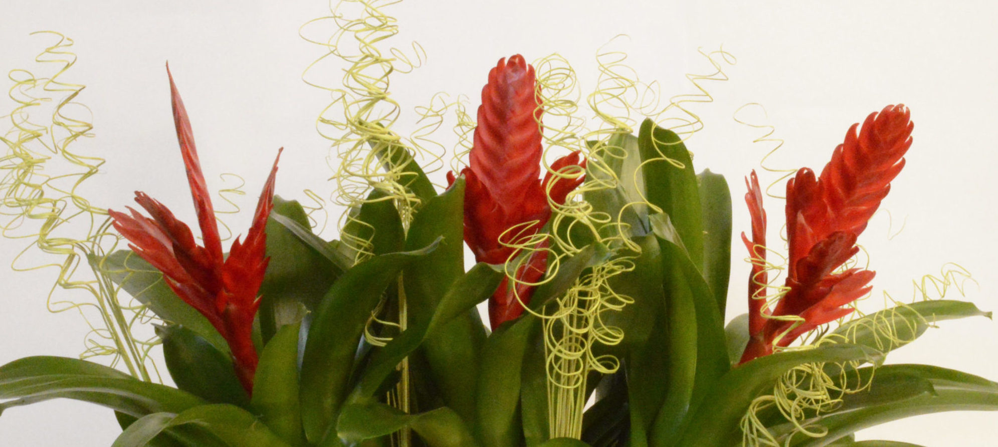 Red tillandsia dressed with curly yellow twigs