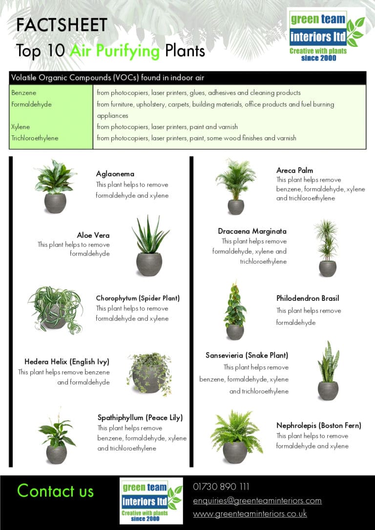 Top 10 Air Purifying Plants - Green Team Interiors